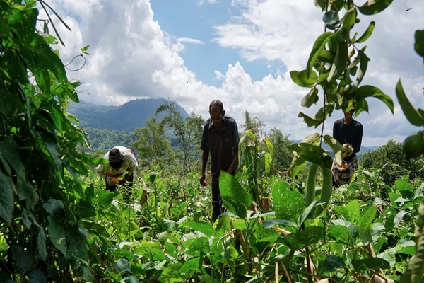 Les exploitants agricoles ultramarins bénéficient d’une exonération de certaines cotisations sociales lorsque leur exploitation n’excède pas 40 hectares pondérés. Depuis le 1er janvier 2026, les conditions de maintien de cette exonération en cas de dépassement de ce seuil sont assouplies…
