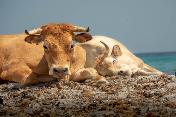 L’identification des animaux de l’espèce bovine obéit à des règles précises, qui sont complétées en Corse par des dispositions spécifiques qui viennent de faire l’objet de modifications. Que faut-il savoir à ce sujet ?