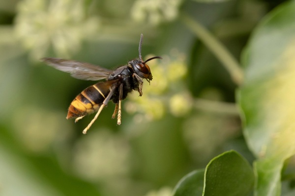Le frelon asiatique à pattes jaunes est une espèce invasive et délétère pour la biodiversité. De ce fait, l’État a prévu la mise en place d’un plan national de lutte contre cette espèce. Un plan qui vient d’être adopté : que contient-il ?