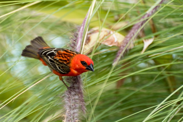 La biodiversité de La Réunion étant riche mais fragile, l’introduction d’espèces animales dans le milieu naturel fait l’objet d’un encadrement strict afin de limiter les risques de déséquilibre des écosystèmes. Certaines espèces peuvent toutefois être autorisées : quelles sont-elles ?