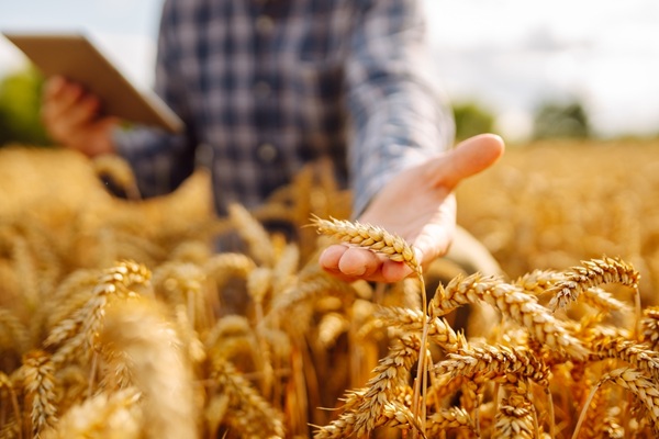 À compter de 2027, les chefs d’exploitation et d’entreprise agricole pourront, sous certaines conditions, demander à ce que leurs cotisations sociales soient calculées à partir d’une estimation de leurs revenus de l’année en cours. Selon quelles modalités ?