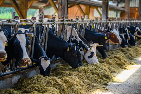 Depuis le 1er octobre 2026, les conditions de déclaration des animaux reproducteurs ont évolué. Des précisions sont apportées concernant ce nouveau régime…