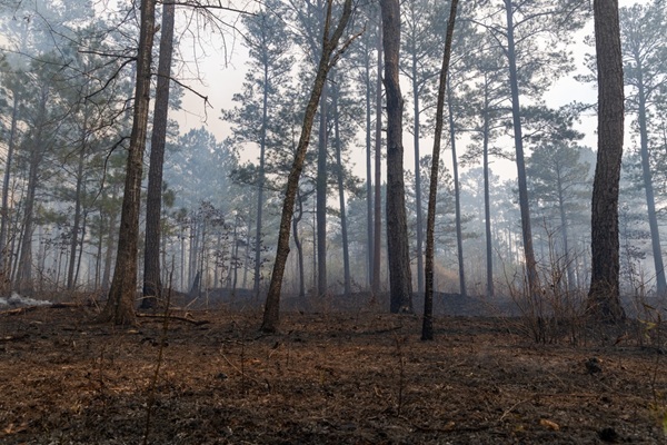 Dans la continuité de la loi du 10 juillet 2023 visant à renforcer la prévention et la lutte contre le risque d'incendie, une aide publique au renouvellement forestier a été mise en place. De nouvelles conditions sont exigibles afin de bénéficier de cette aide : quelles-sont-elles ?